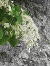 White Flowers Stone Wall behind