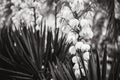 White flowers and straight leaves of Yucca Royalty Free Stock Photo