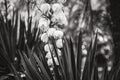 White flowers and straight leaves of Yucca Royalty Free Stock Photo