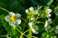 White flowers strawberry Latin: Fragaria on green leaves background. Garden strawberries closeup view Royalty Free Stock Photo