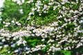 White flowers of styrax japonicus or Japanese snowball