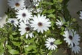 White flowers of Sundays River daisy