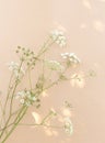 White flowers and sunlight on beige wall. Aesthetic minimal wallpaper. Summer floral plant background composition