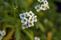 White flowers Sweet Alyssum (Lobularia maritima Royalty Free Stock Photo