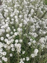 White flowers of Sweet Alyssum. Lobularia maritima.