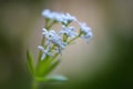 White flowers of sweet woodruff (Galium odoratum), perennial plant, macro shot, copy space