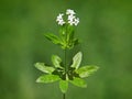 White flowers of sweetscented bedstraw or sweet woodruff, Asperula odorata