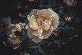 White flowers of a tea rose close-up background Royalty Free Stock Photo