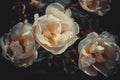 White flowers of a tea rose close-up background Royalty Free Stock Photo