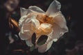 White flowers of a tea rose close-up background Royalty Free Stock Photo