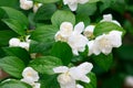 White flowers of terry jasmine with droplets of dew on petals and leaves background close. Royalty Free Stock Photo
