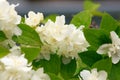 White flowers of terry jasmine with droplets of dew on petals and leaves background close. Royalty Free Stock Photo