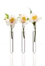 White flowers in test-tubes Royalty Free Stock Photo