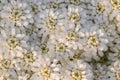 White flowers textures patterns floral background wildflowers forest tiny wild flower pattern garden bouquet yellow beige texture Royalty Free Stock Photo