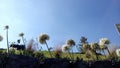 white flowers with thin petals against the light