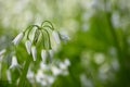 White flowers of three-cornered leek, Allium triquetrum