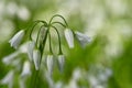 White flowers of three-cornered leek, Allium triquetrum