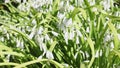 White flowers of three cornered leek