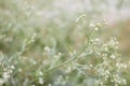 White flowers