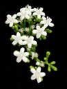 WHITE FLOWERS FROM THE TOP VIEW ON A BLACK BACKGROUND