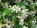 White flowers Jasmine Royalty Free Stock Photo