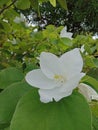 White flowers on the tree