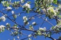 White flowers of tree on blue