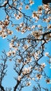 White flowers in the tree with blue sky view Porto Portugal Royalty Free Stock Photo