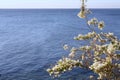 White flowers on a tree branch on a background of blue sea with waves. Spring photo of the awakening of nature. Egypt, the Red Sea Royalty Free Stock Photo