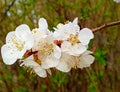 White flowers of a tree-Cherry, located on a tree branch