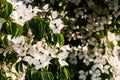 White flowers on a tree Kousa Dogwood Blossoms Royalty Free Stock Photo