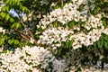 White flowers on a tree Kousa Dogwood Blossoms Royalty Free Stock Photo