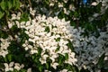 White flowers on a tree Kousa Dogwood Blossoms Royalty Free Stock Photo