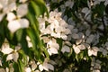 White flowers on a tree Kousa Dogwood Blossoms Royalty Free Stock Photo