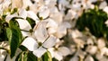 White flowers on a tree Kousa Dogwood Blossoms Royalty Free Stock Photo