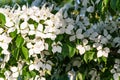 White flowers on a tree Kousa Dogwood Blossoms Royalty Free Stock Photo