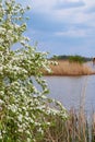 White flowers on a tree at the lake Royalty Free Stock Photo