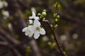 White flowers on the tree say about the coming spring. Royalty Free Stock Photo