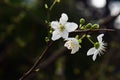 White flowers on the tree say about the coming spring. Royalty Free Stock Photo