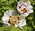 White flowers of treelike peony