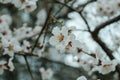 White flowers on the trees. Blossoms apple tree  peach  apricot. Spring flowers. Royalty Free Stock Photo