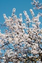 White flowers on trees in the garden against a clear blue sky. Blooming cherry plum, cherry, Apple tree Royalty Free Stock Photo