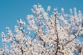 White flowers on trees in the garden against a clear blue sky. Blooming cherry plum, cherry, Apple tree Royalty Free Stock Photo