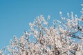 White flowers on trees in the garden against a clear blue sky. Blooming cherry plum, cherry, Apple tree Royalty Free Stock Photo