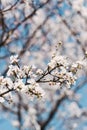 White flowers on trees in the garden against a clear blue sky. Blooming cherry plum, cherry, Apple tree Royalty Free Stock Photo