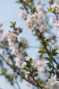 White flowers on trees in the garden against a clear blue sky. Blooming cherry plum, cherry, Apple tree Royalty Free Stock Photo