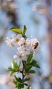 White flowers on trees in the garden against a clear blue sky. Blooming cherry plum, cherry, Apple tree Royalty Free Stock Photo