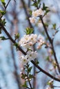 White flowers on trees in the garden against a clear blue sky. Blooming cherry plum, cherry, Apple tree Royalty Free Stock Photo