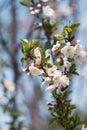 White flowers on trees in the garden against a clear blue sky. Blooming cherry plum, cherry, Apple tree Royalty Free Stock Photo