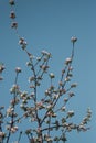 White flowers on trees in the garden against a clear blue sky. Blooming cherry plum, cherry, Apple tree Royalty Free Stock Photo